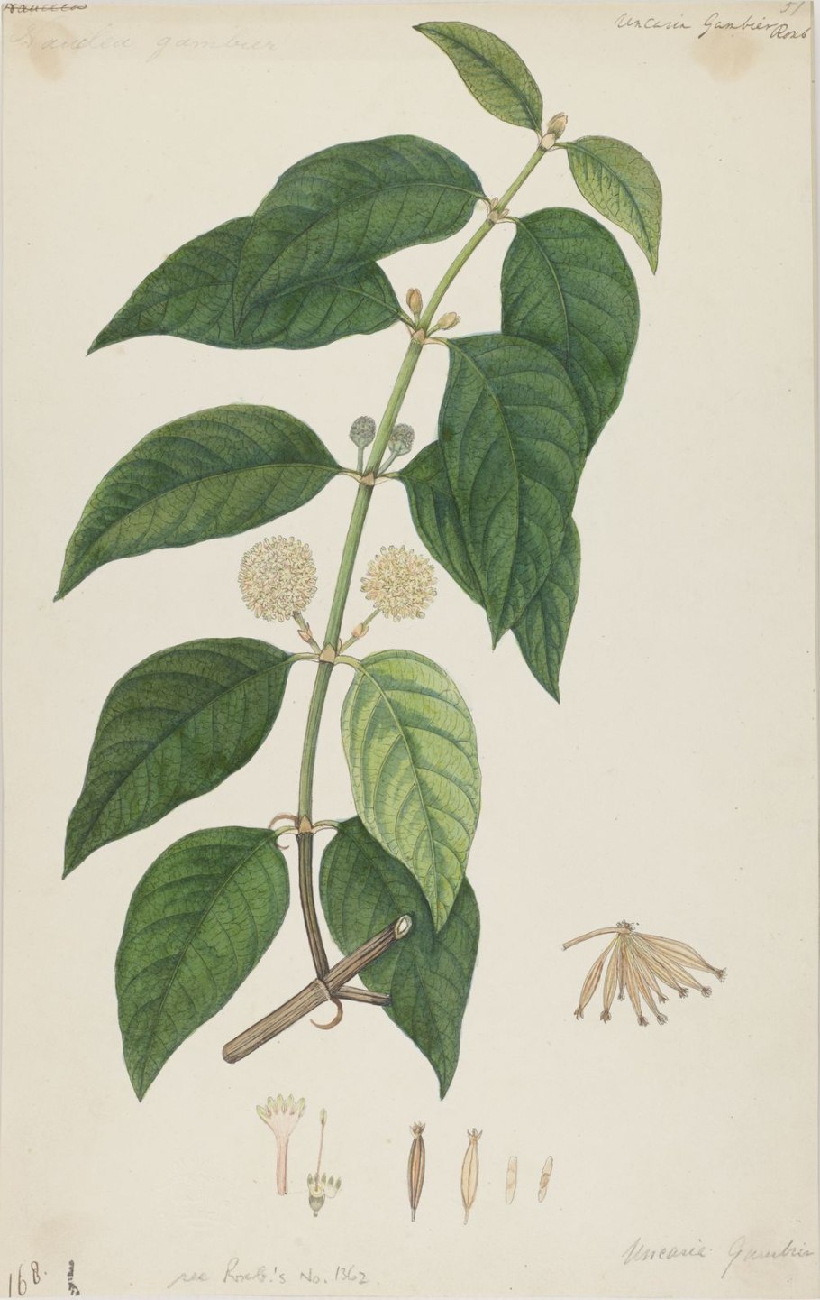 Uncaria rhynchophylla