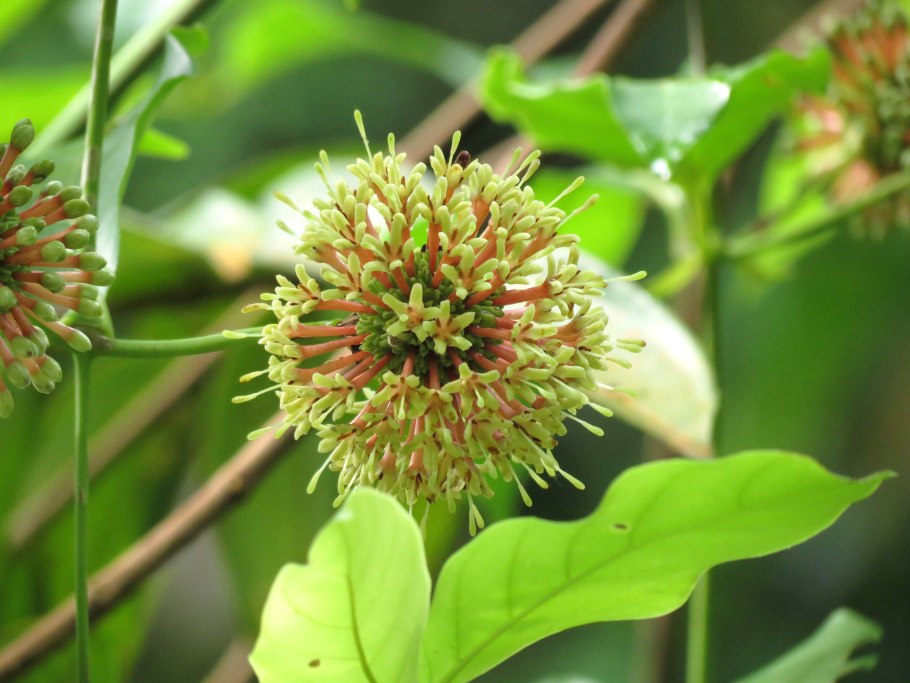 Лиана кошачий коготь