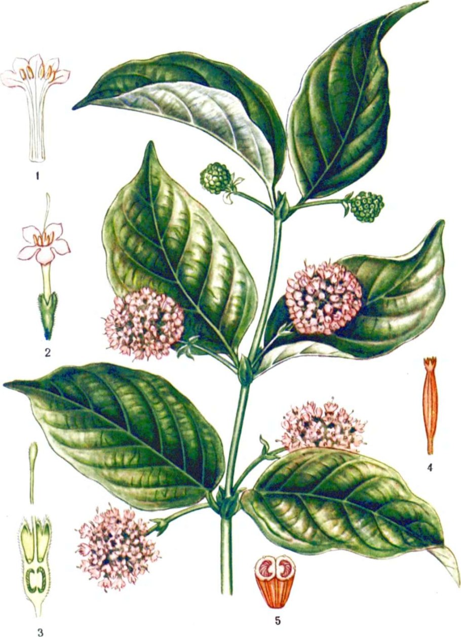 Ункария кошачий коготь