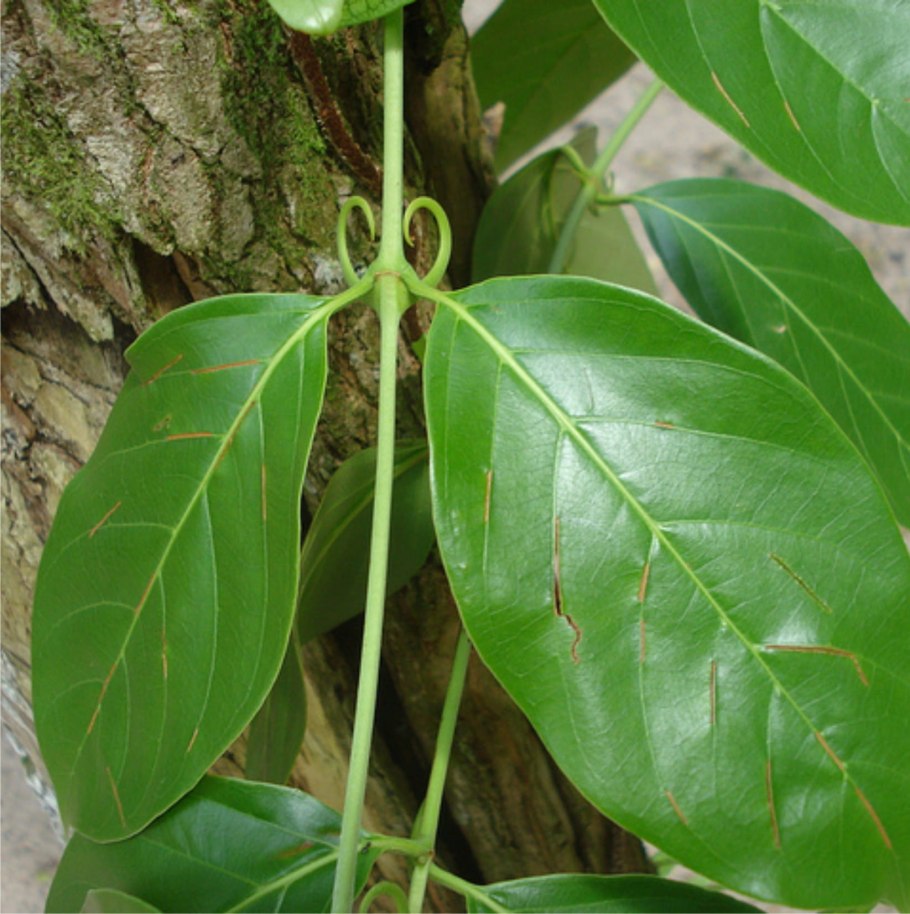 Ункария кошачий коготь