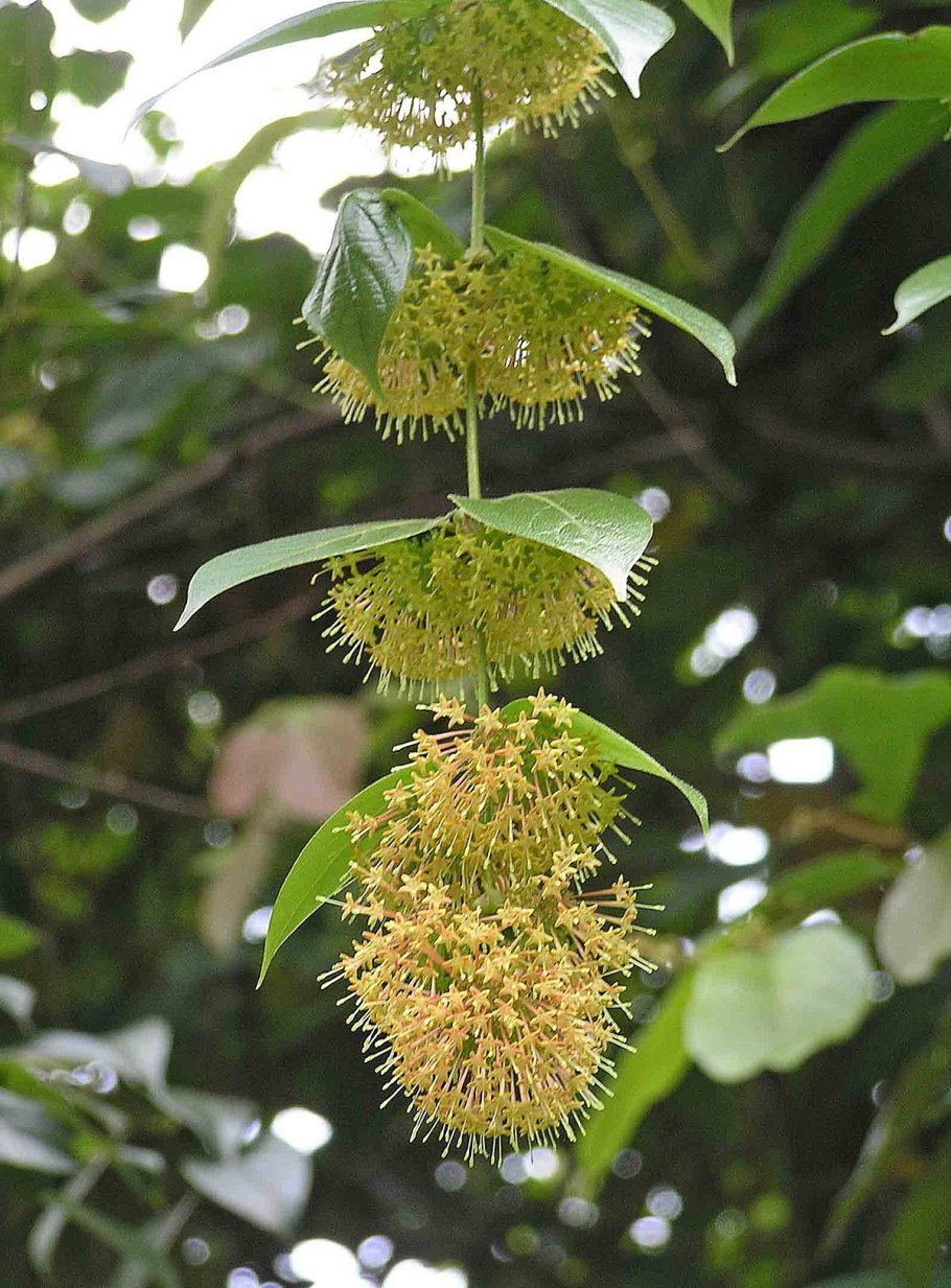 Ункария волосистая