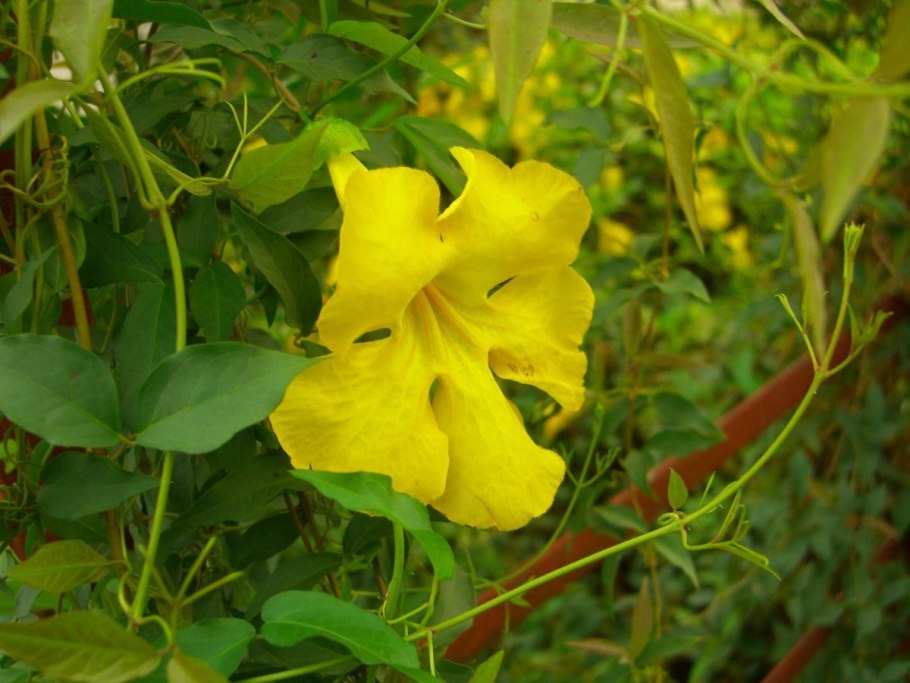 Ункария кошачий коготь