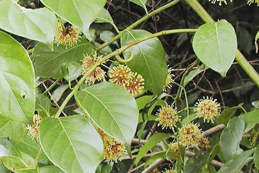 Uncaria rhynchophylla