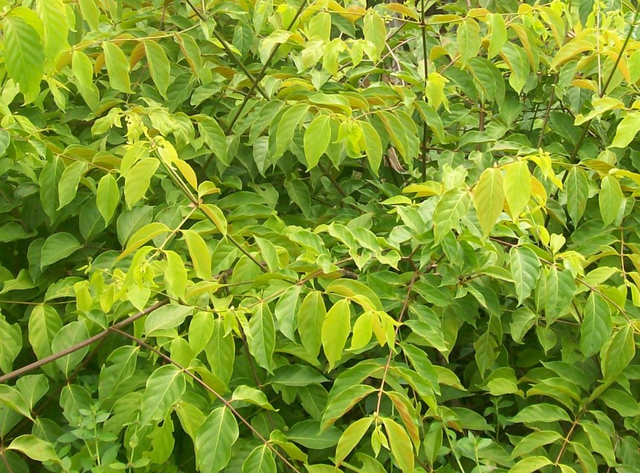 Кора ункарии