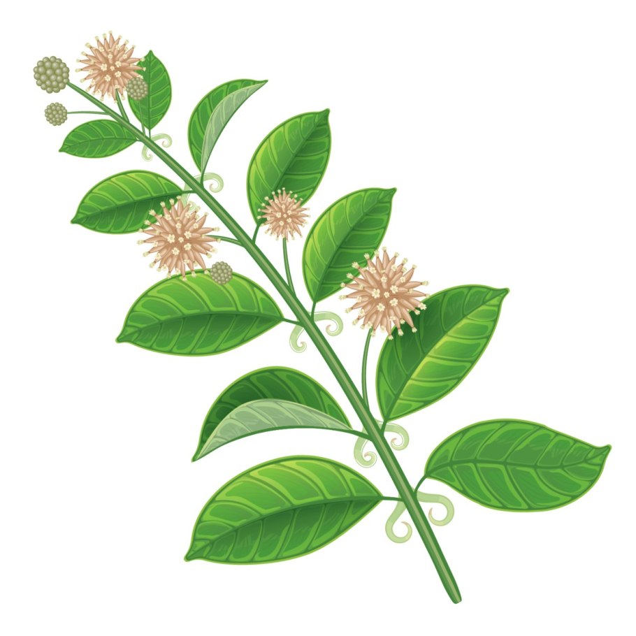 Uncaria tomentosa галлюцинации