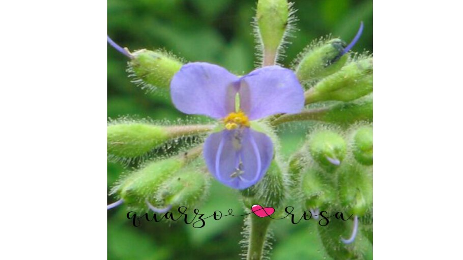 Кошачий коготь 505 100 Швабе Норт