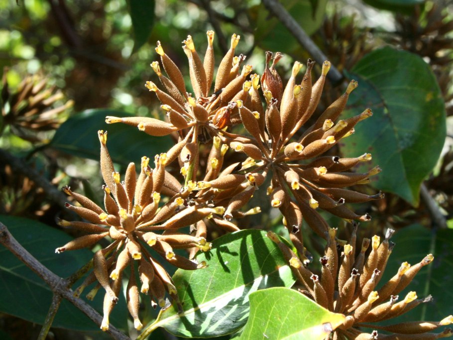 Ункария волосистая