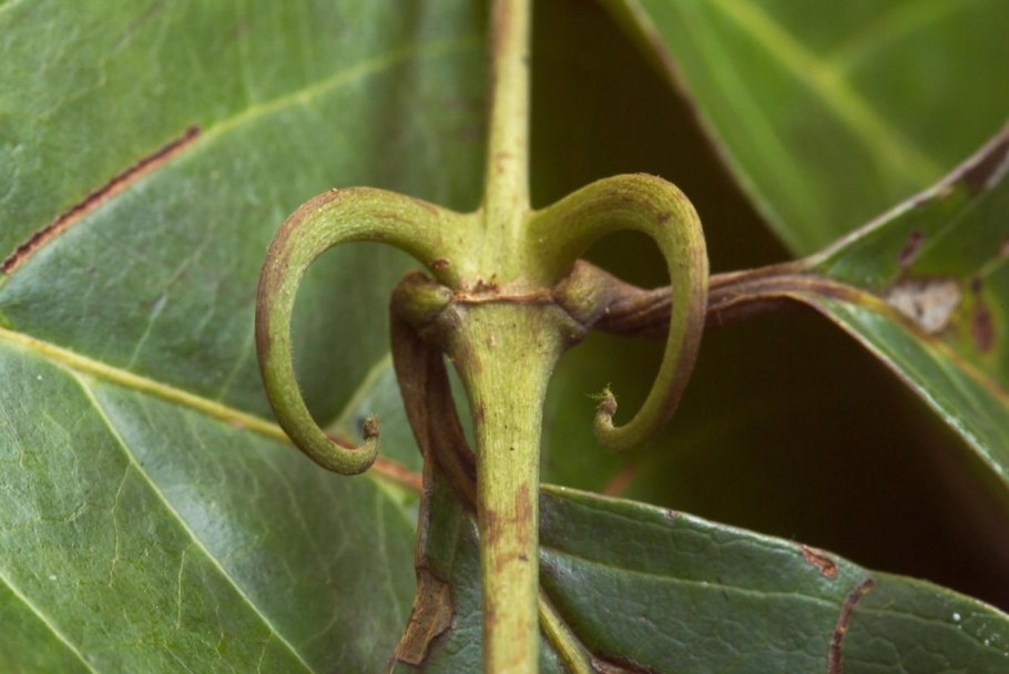 Ункария томентоза