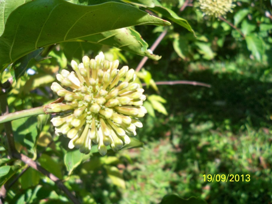 Гамбир растение