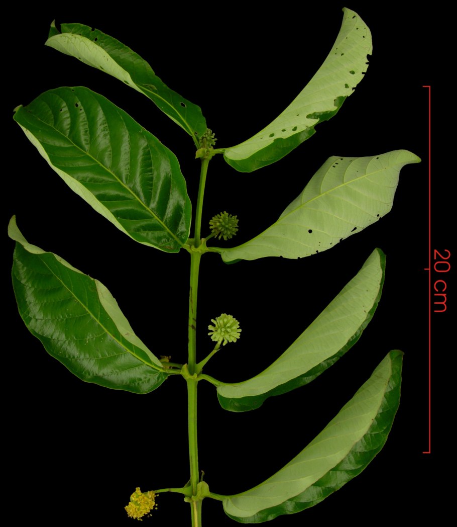 Ункария клюволистная