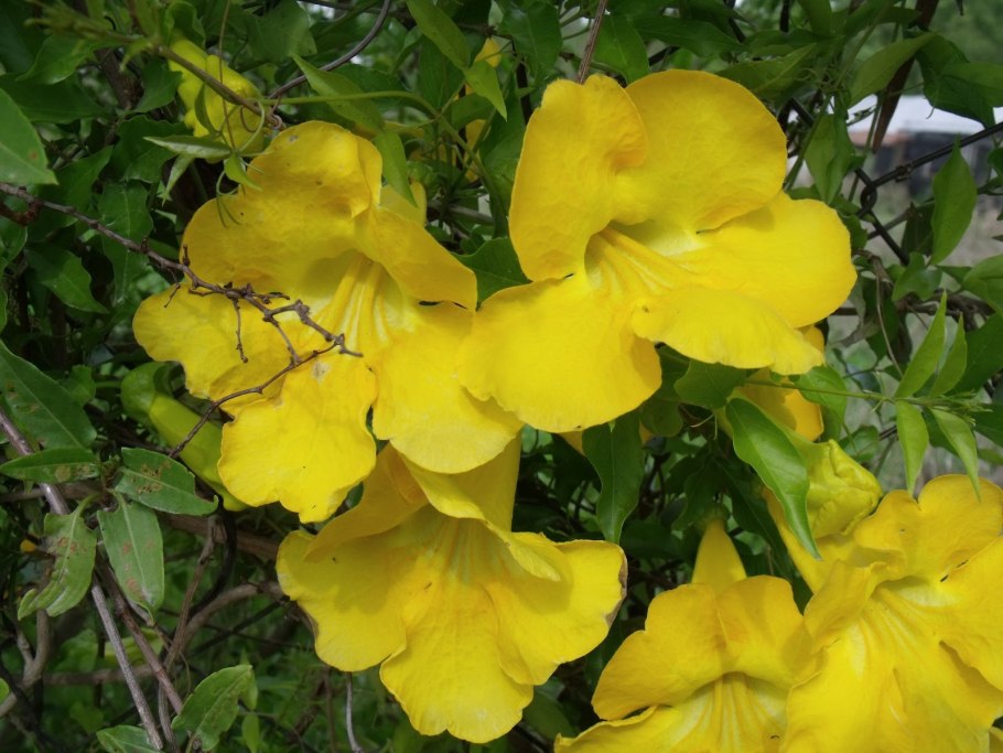 Бигнония кошачий коготь