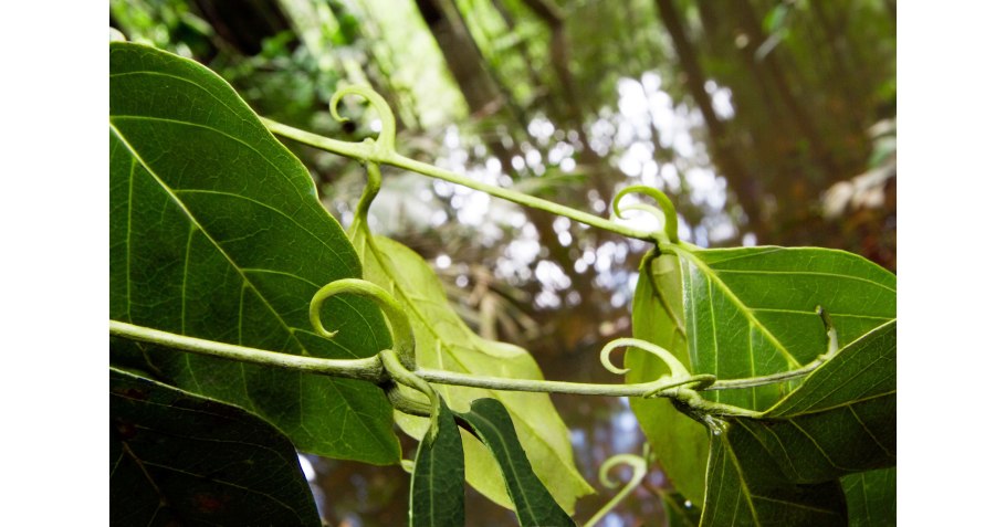 Гамбир растение