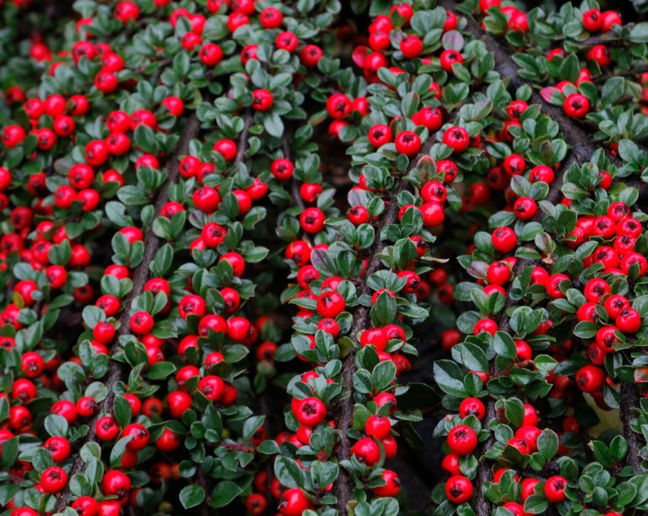 Cotoneaster uniflorus
