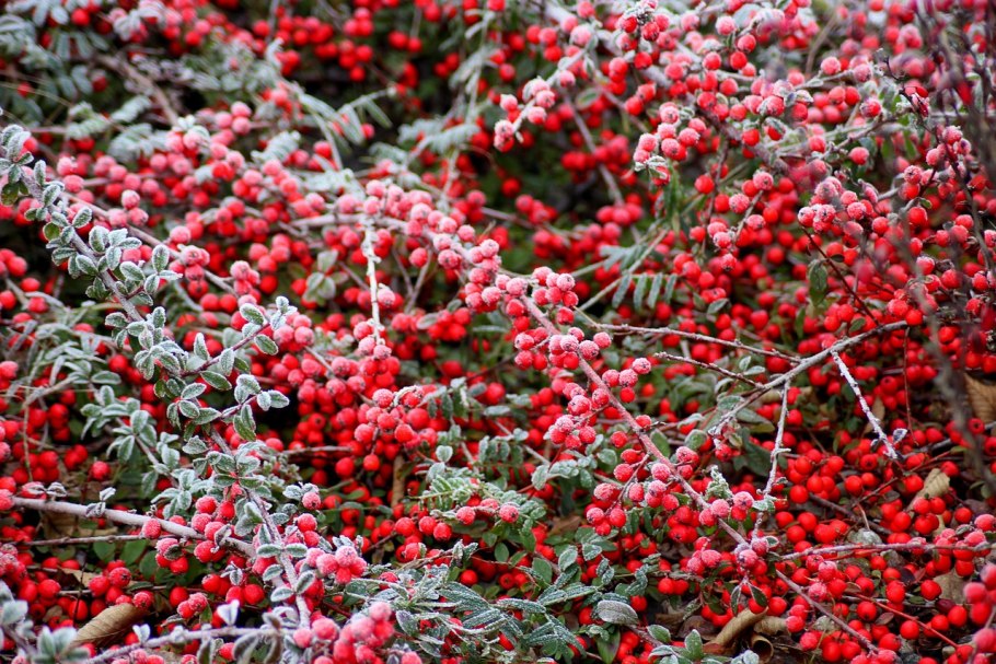 Кизильник (Cotoneaster)