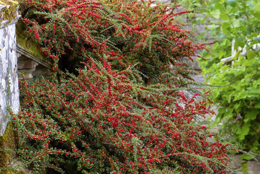 Cotoneaster horizontalis