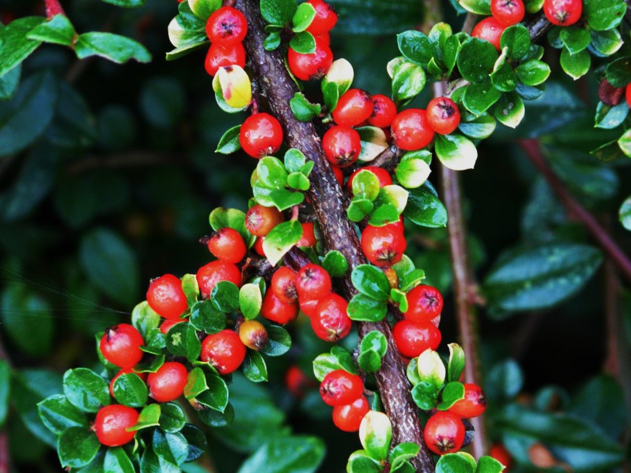 Кизильник (cotoneaster)