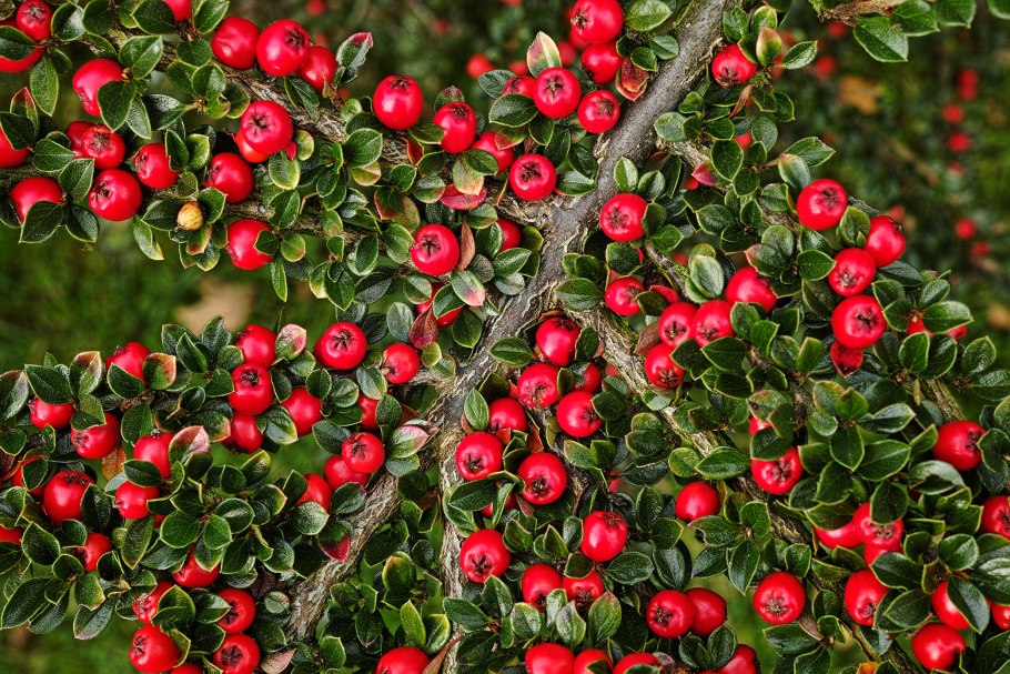Кизильник киноварнокрасный Cotoneaster cinnabarinus