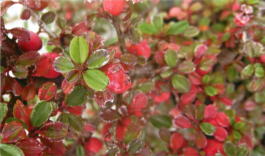 Кизильник красноплодный