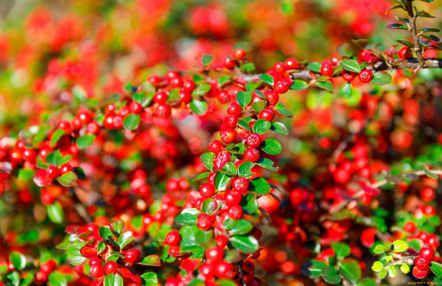 Кизильник киноварнокрасный