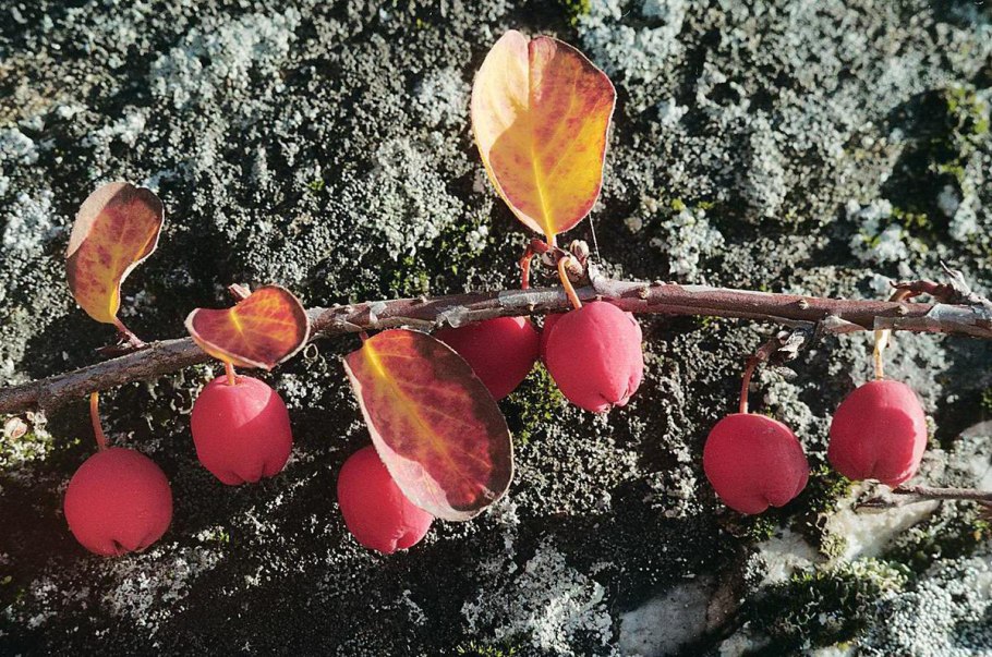Кизильник киноварнокрасный Cotoneaster cinnabarinus