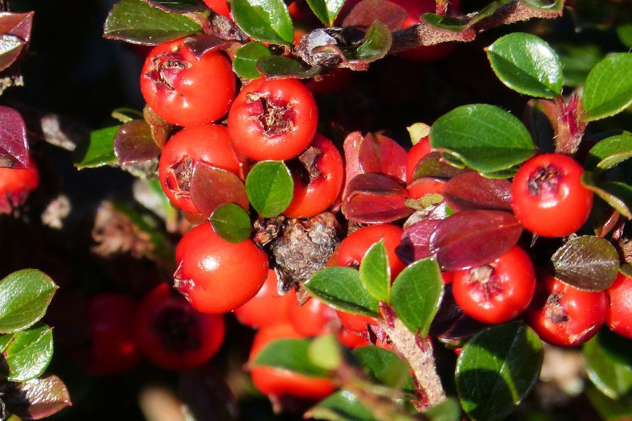 Кизильник (Cotoneaster)