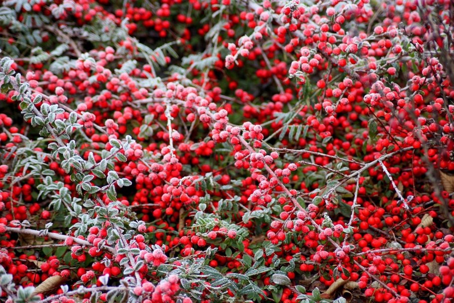 Cotoneaster pannosus