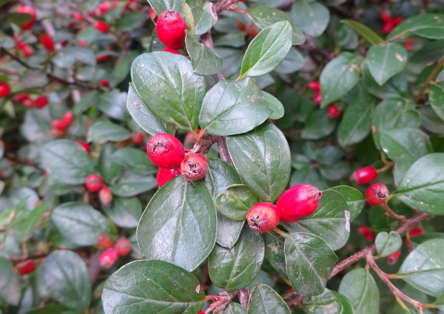 Кизильник алаунский