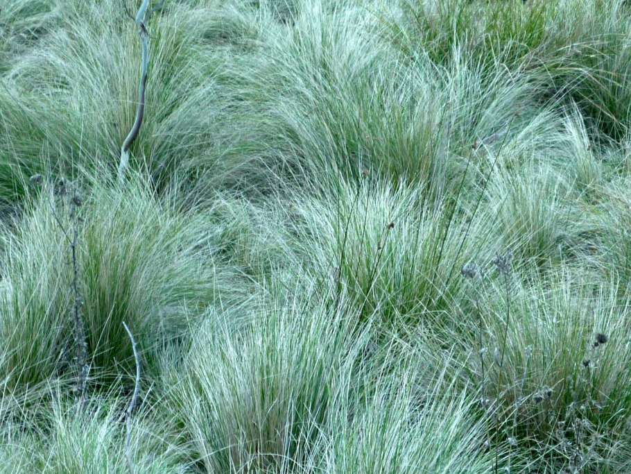 Колосняк песчаный (Leymus arenarius)