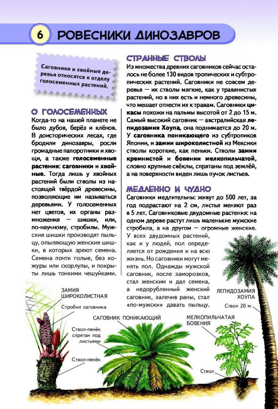 Энцефаляртос Вуда