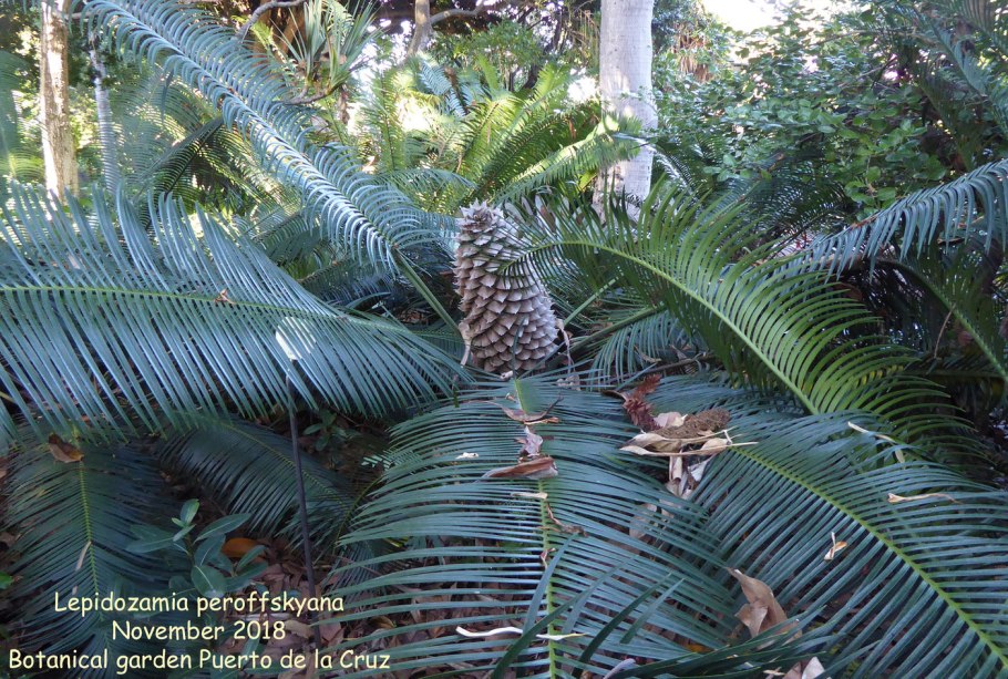 Lepidozamia peroffskyana