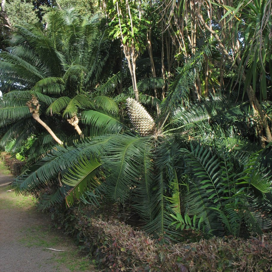 Ботанический сад (Пуэрто-де-ла-Крус)