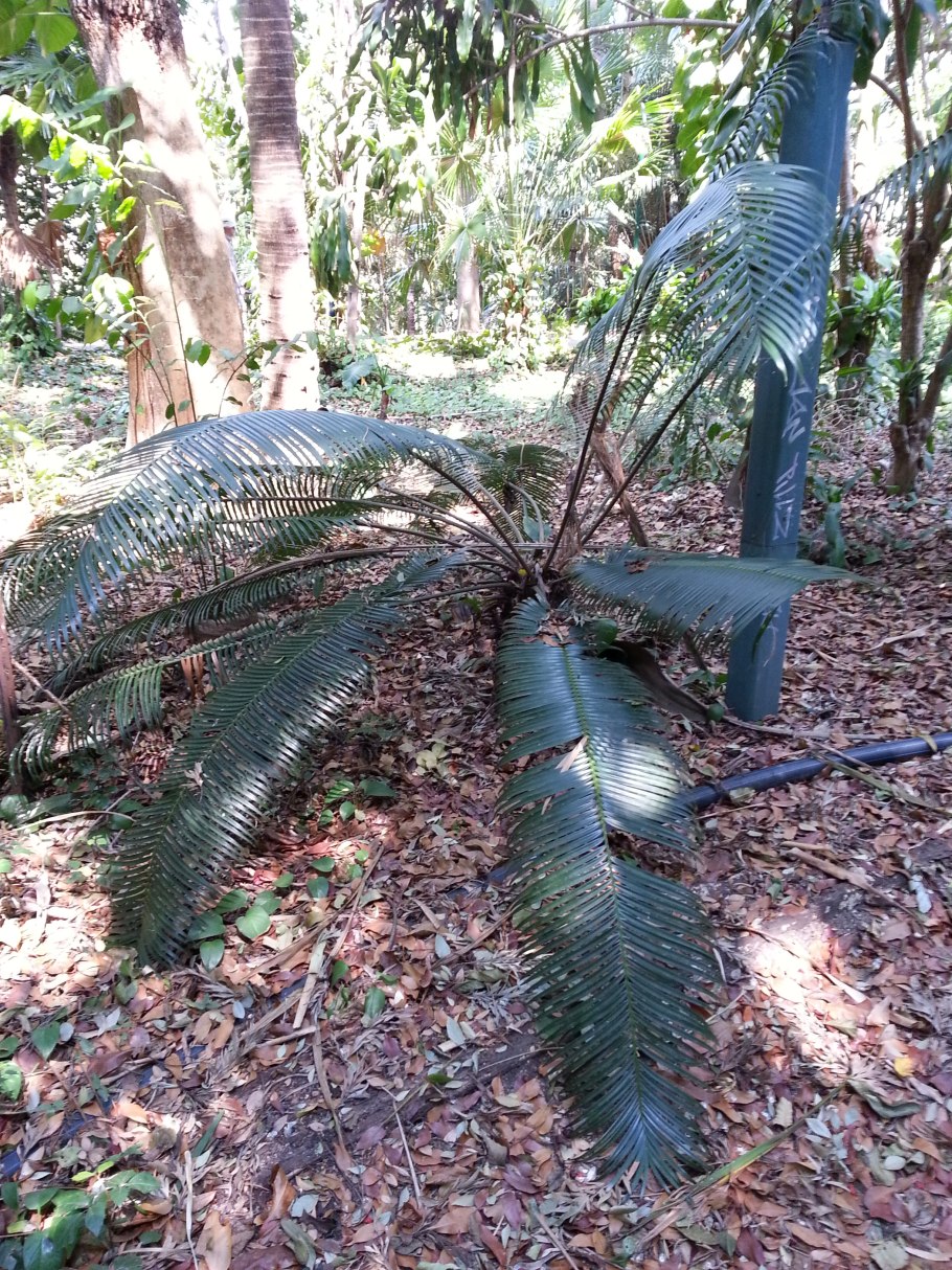 Растение макрозамия Австралия