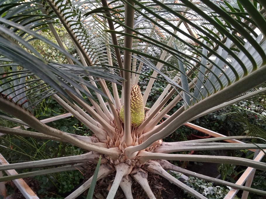 Энцефаляртос Вуда