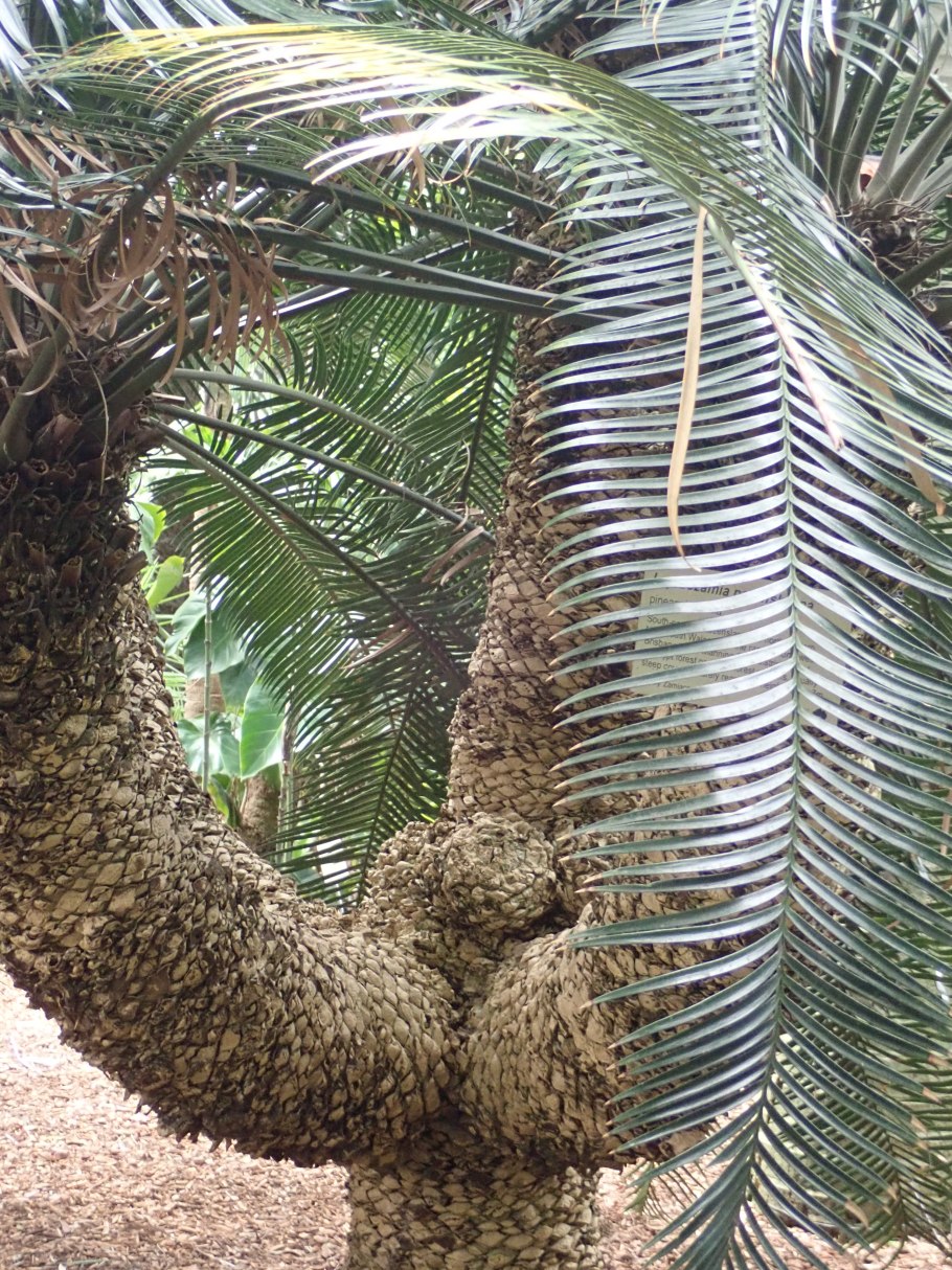 Lepidozamia peroffskyana