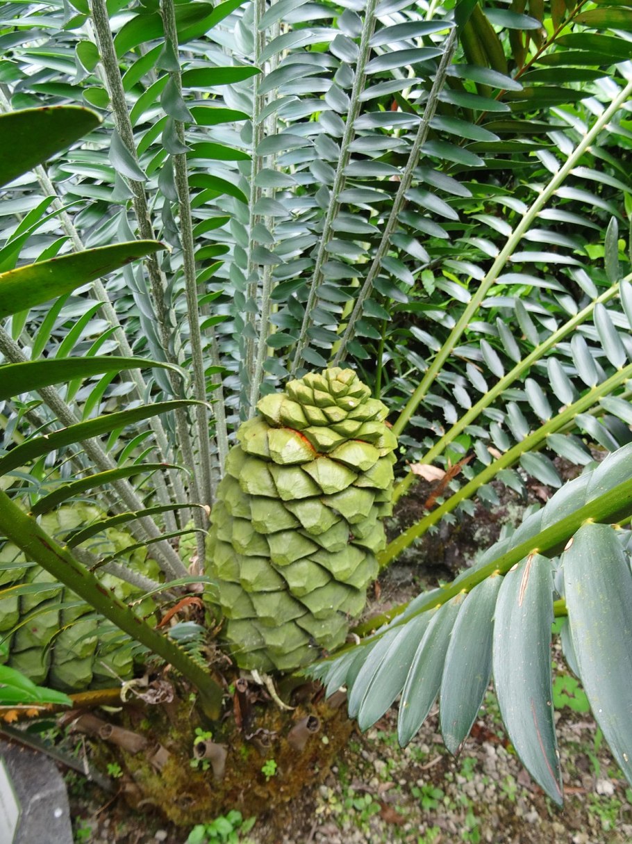 Саговник Цикас