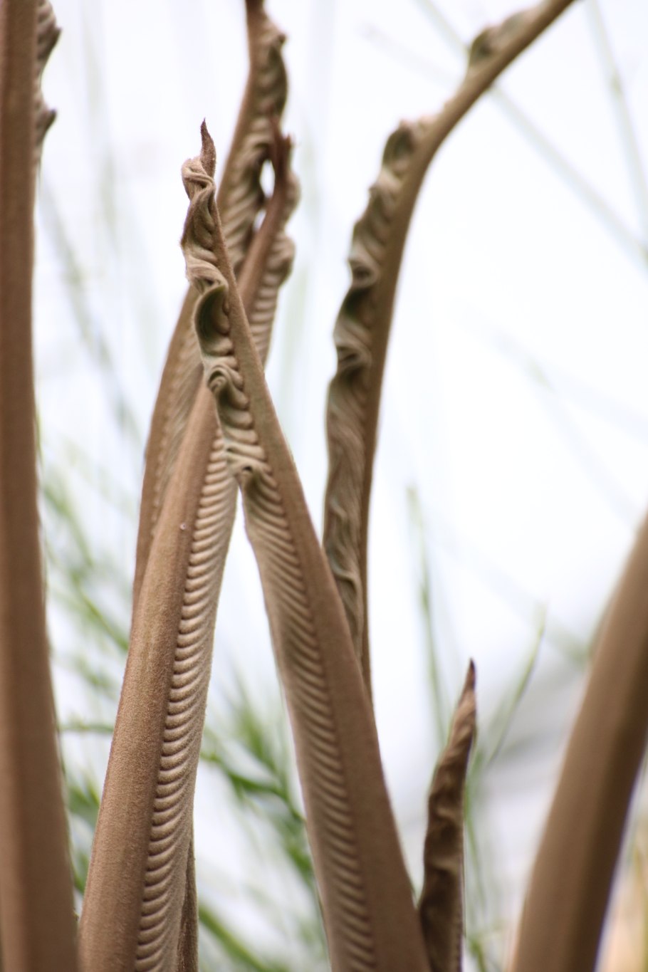 Саговник Цикас