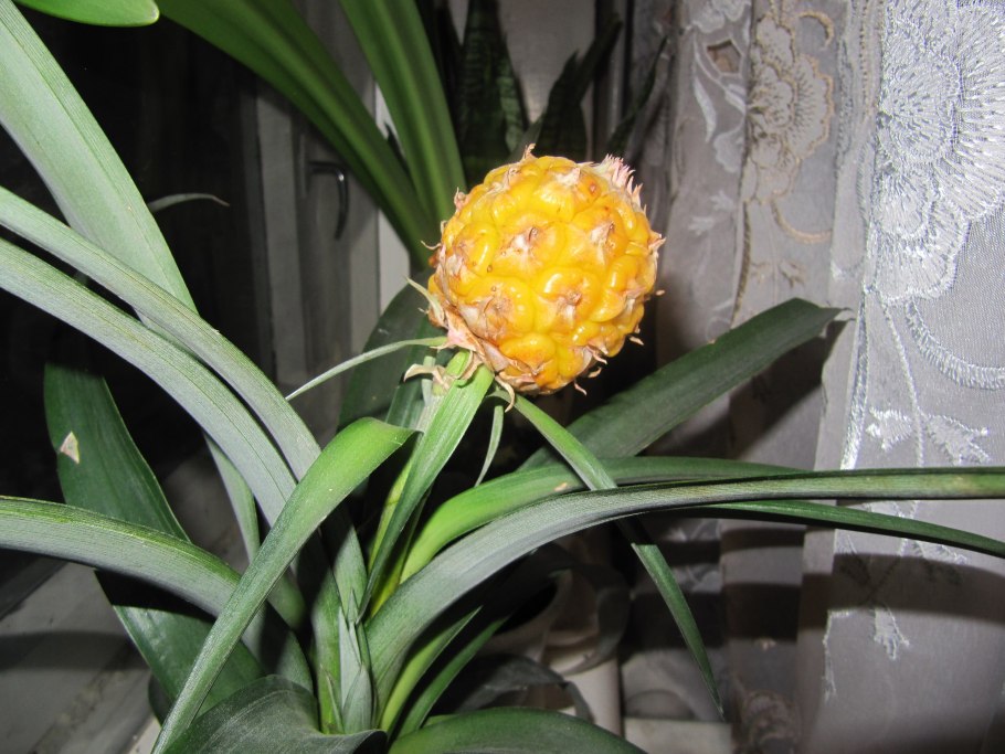 Ананас в комнате