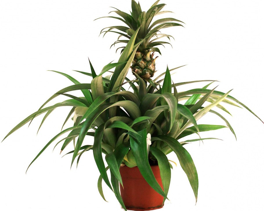 Ананас Кандидо