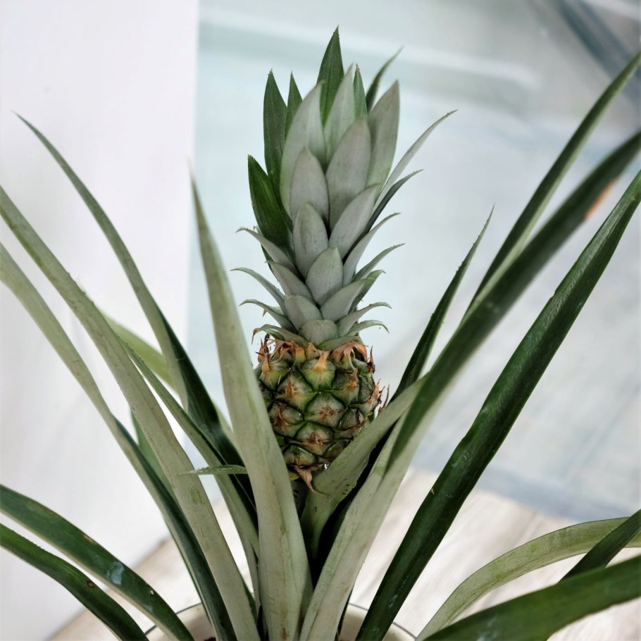 Ананас чампака