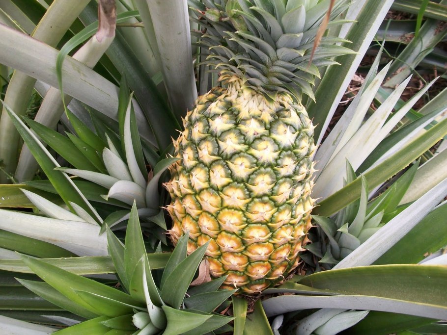 Татьяна Бадугинова Москва ананас