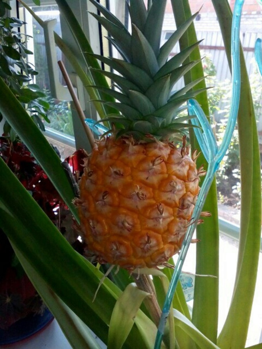 Бромелиевые ананас