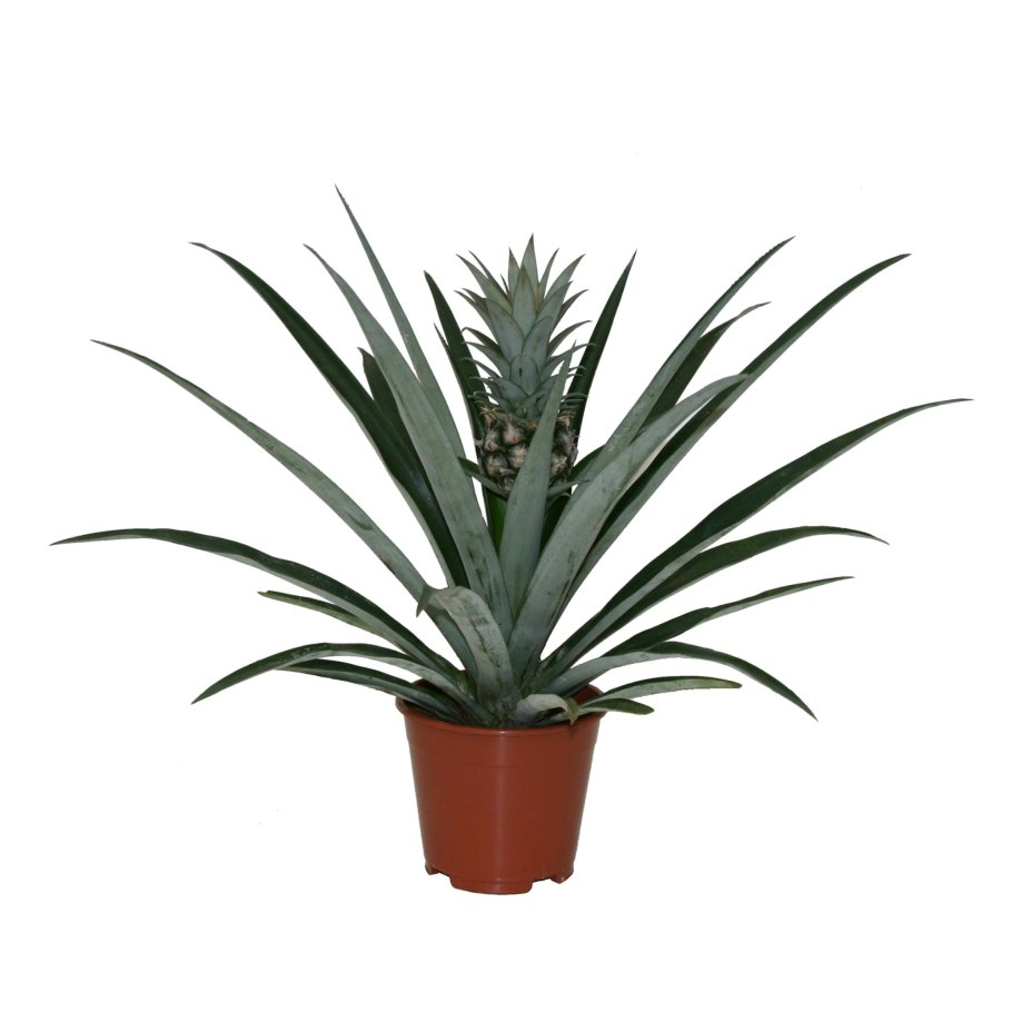 Ананас растение