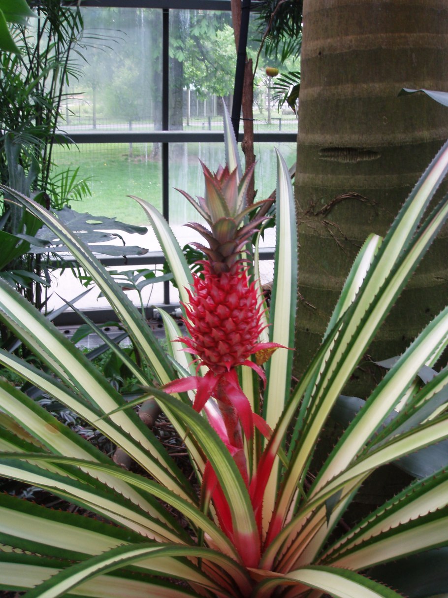 Ананас люцидес