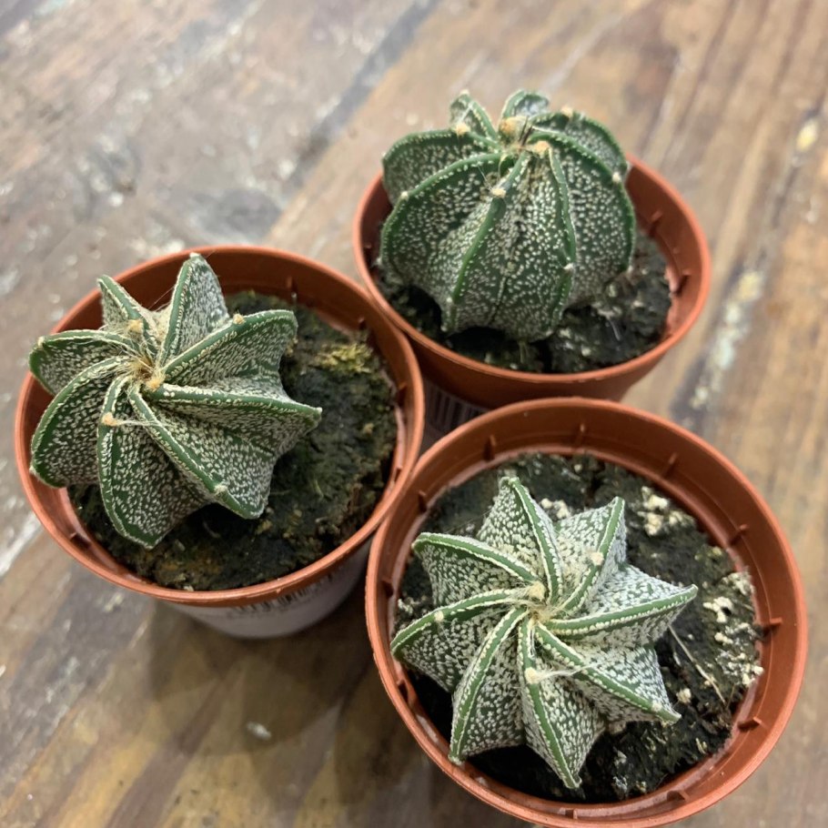 Astrophytum Capricorne nudum
