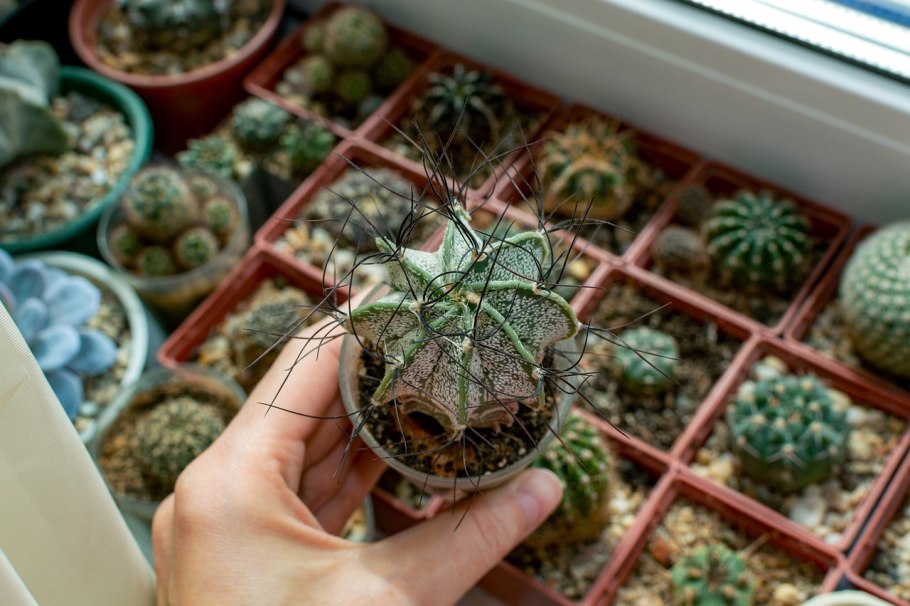 Астрофитум козерогий (Astrophytum Capricorne)