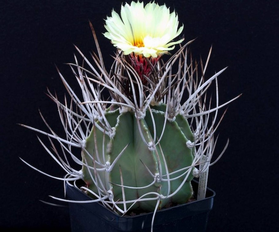 Astrophytum Capricorne v. Major