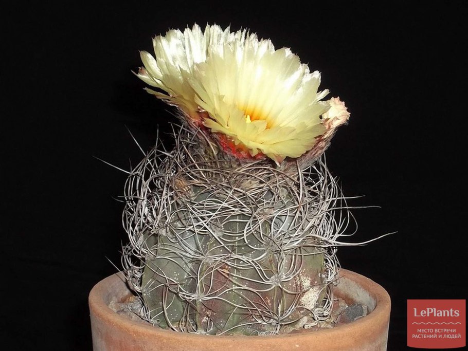Astrophytum niveum