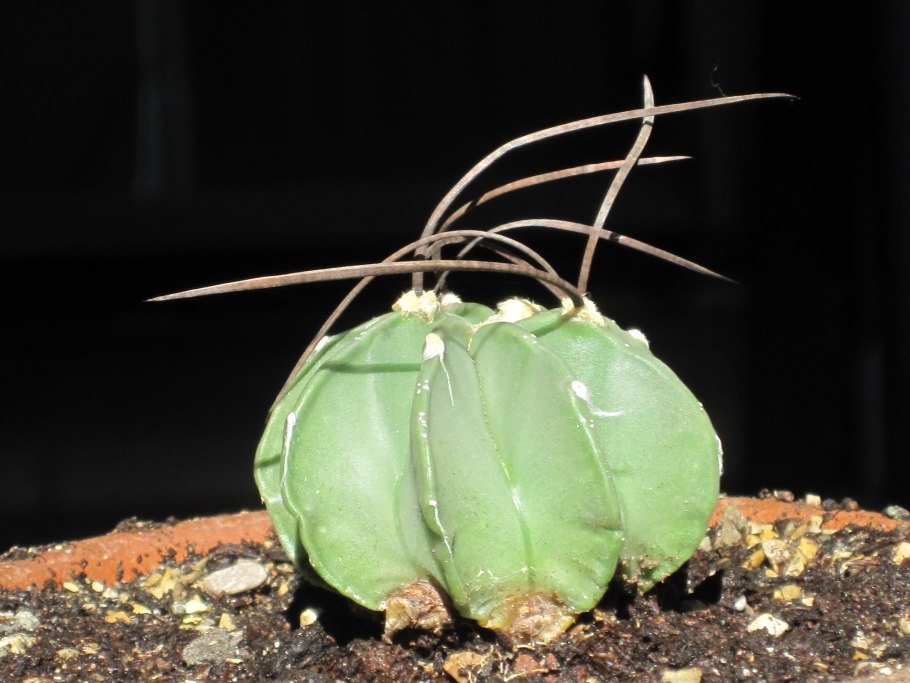 Астрофитум козерогий (Astrophytum Capricorne)