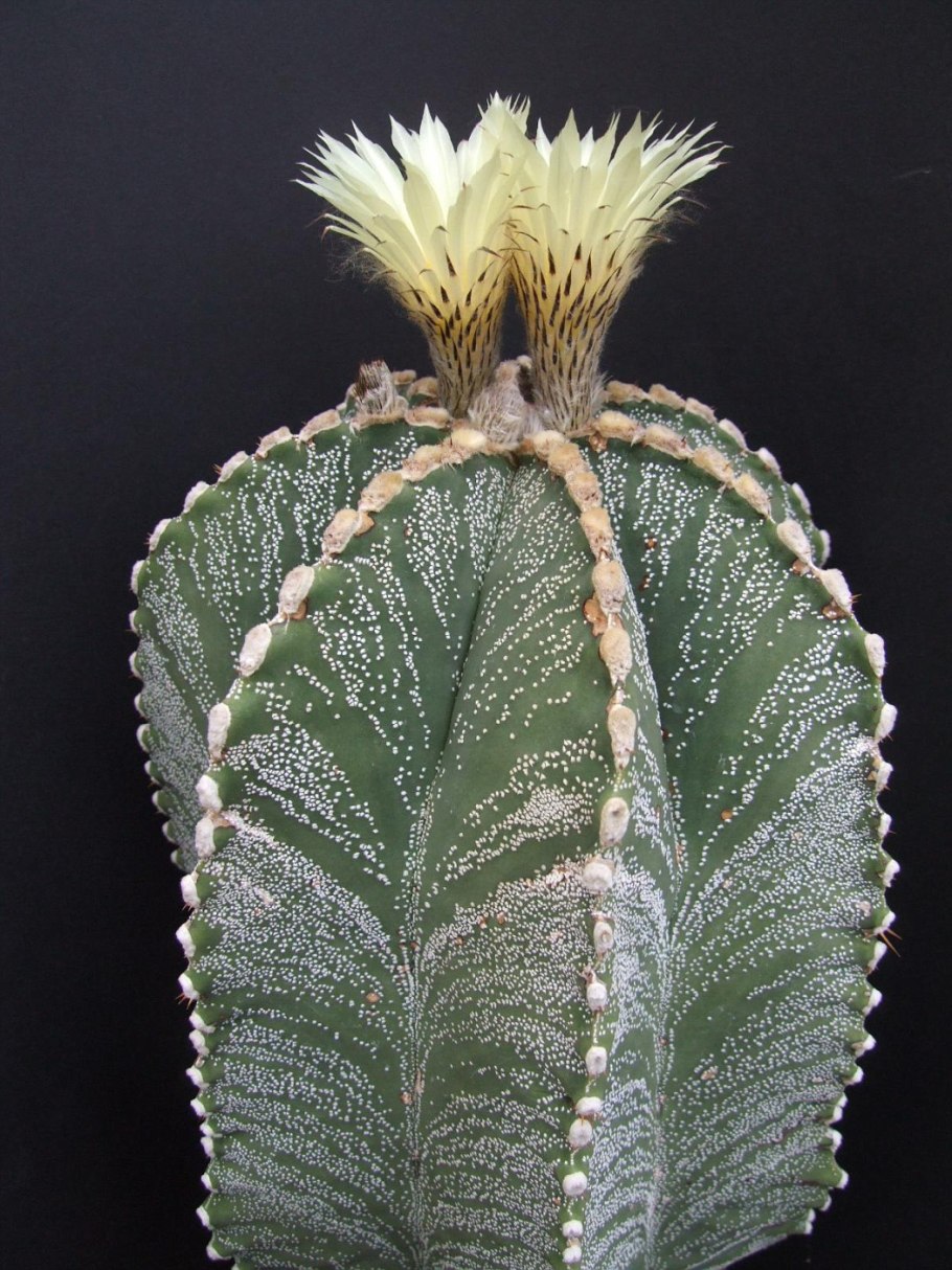 Astrophytum Capricorne