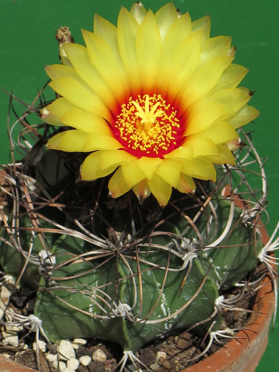 Астрофитум Астериас Astrophytum Asterias